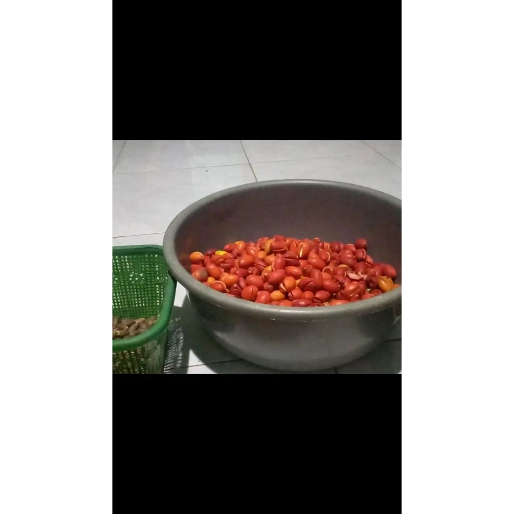 

kulit melinjo mentah segar