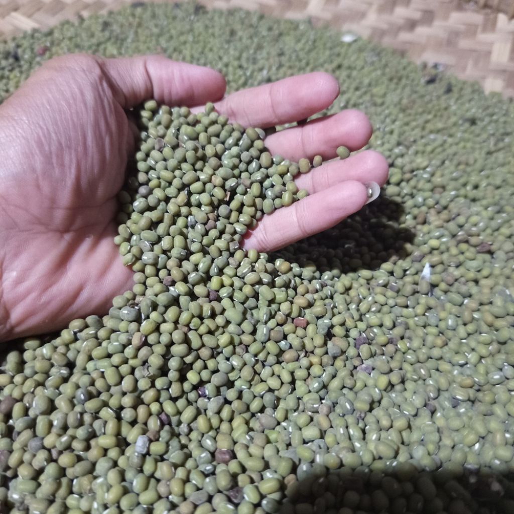 

1KG Kacang hijau kualitas super | Berat 1000gr Untuk bahan bubur/rempeyek/kecambah/dll