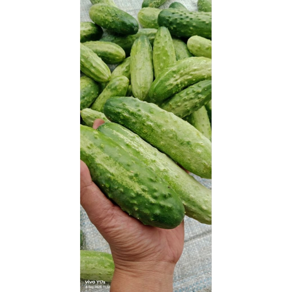 

timun lokal fresh... kemas vakum