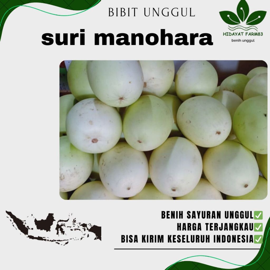 Benih biji TIMUN SURI MANOHARA UNGGUL | SURI PUTIH | MURAH