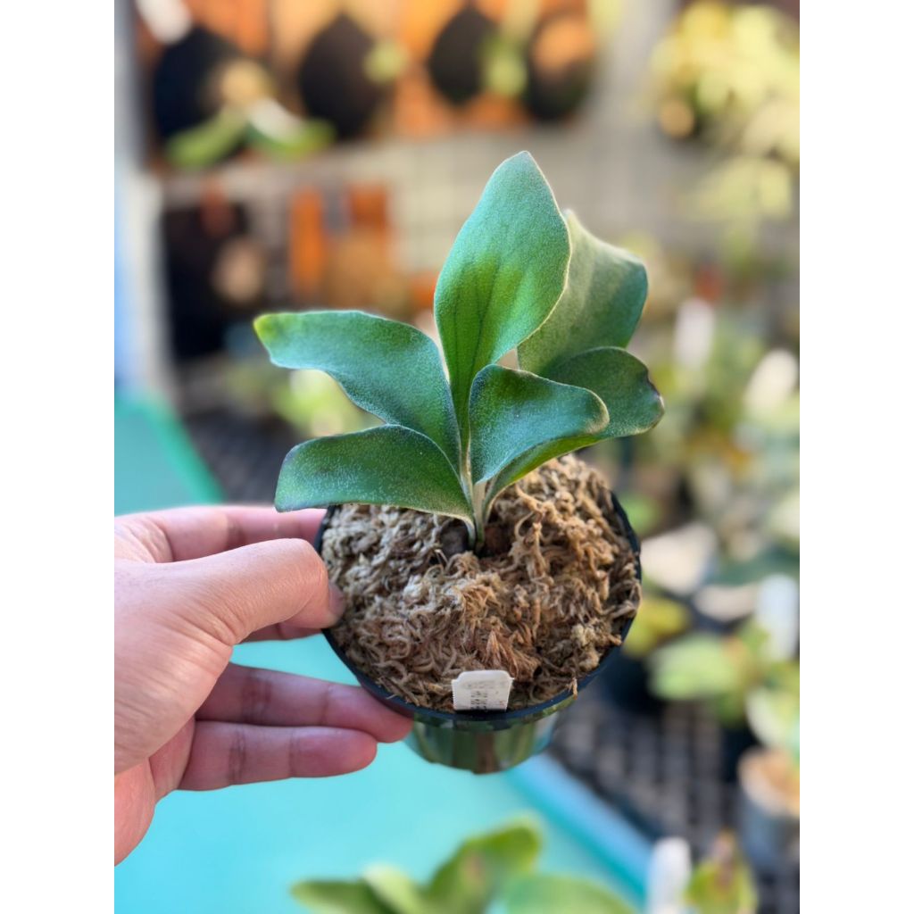 Platycerium Auburn River Sporeling from Hao Hug Fern Thailand