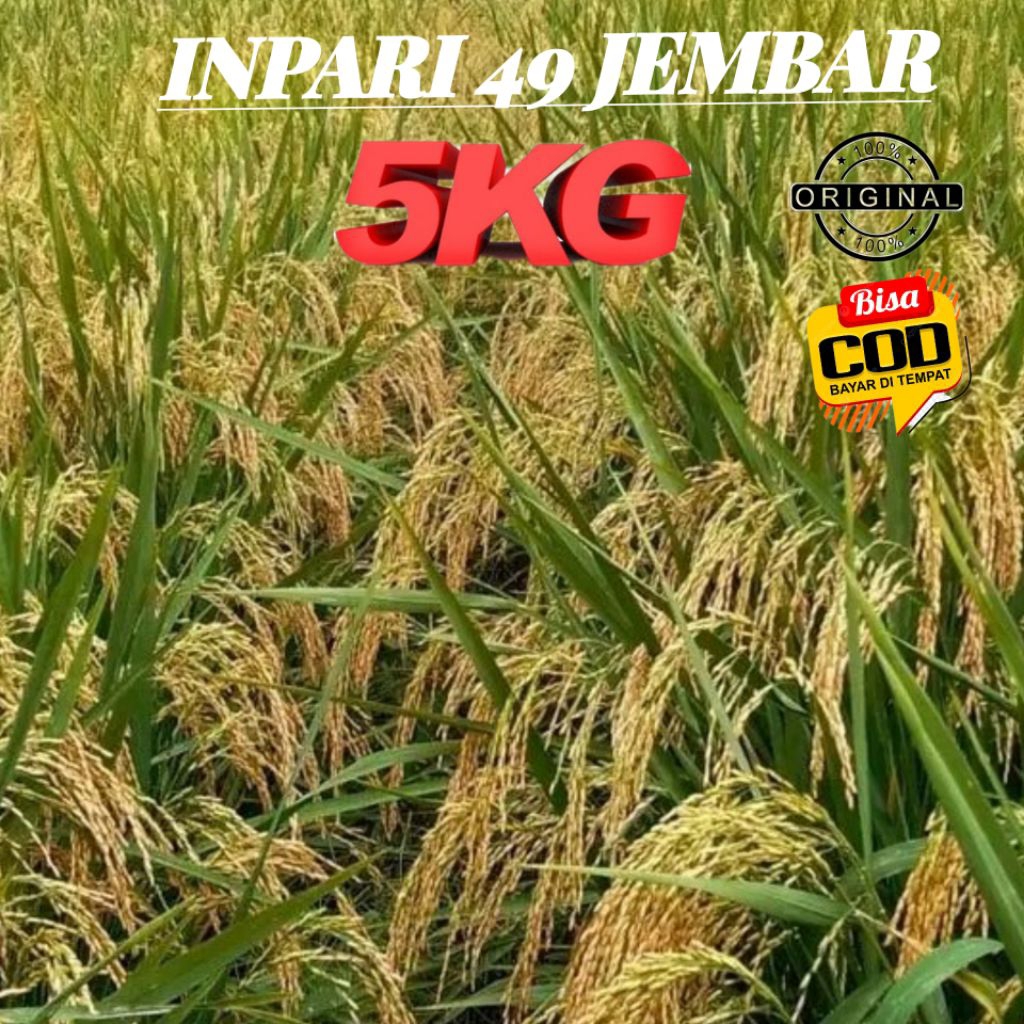 benih padi Inpari 49 jembar unggul berkualitas terjamin 5kg