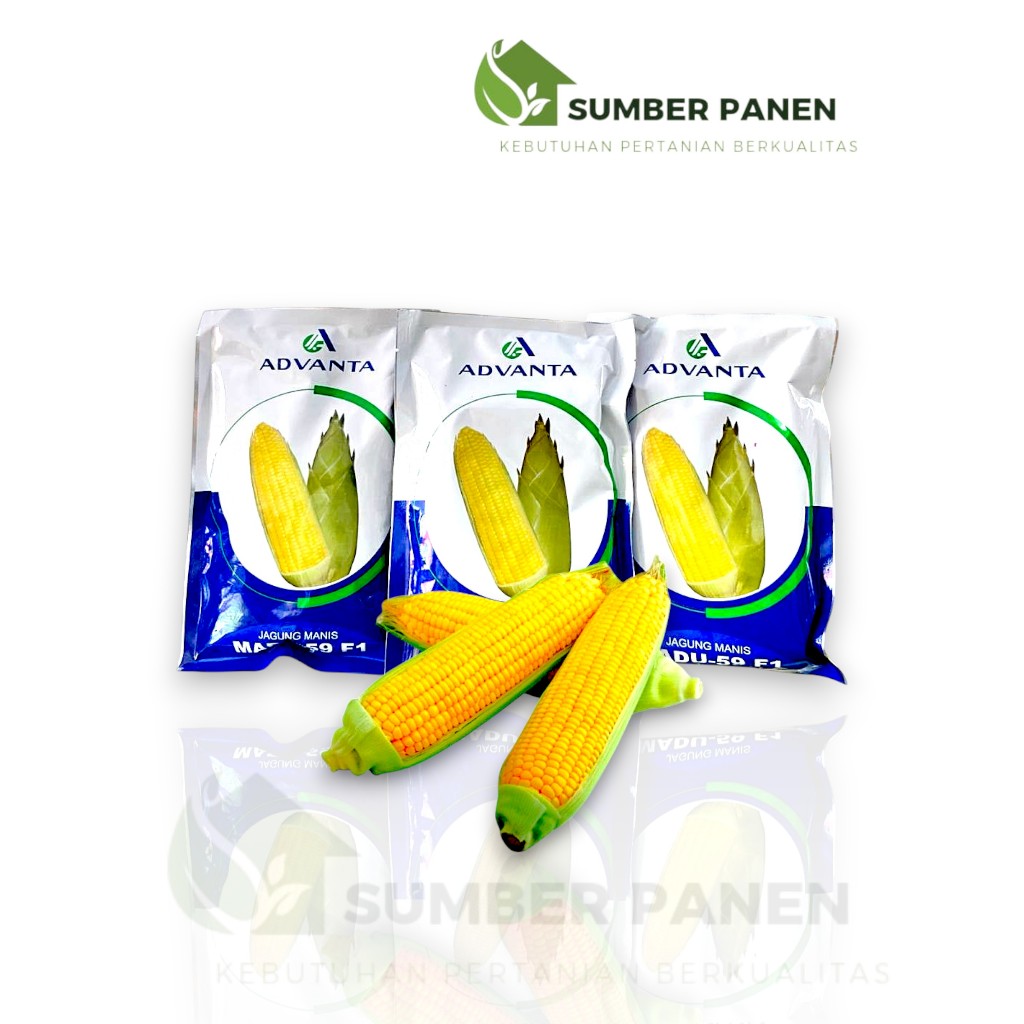 BENIH JAGUNG MANIS MADU 59-F1 BENIH DARI ADVANTA 250GR / Bibit Jagung Manis Madu