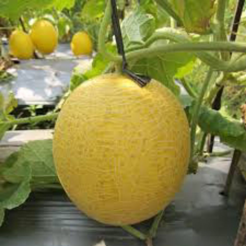 benih melon inthanon golden emerald isi 5 butir