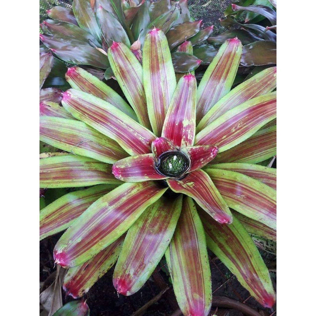 Bromelia Namaskar - Bromelia Tricolor - Bromelia Neoregelia - Bromelia Hias - Bromelia Koleksi