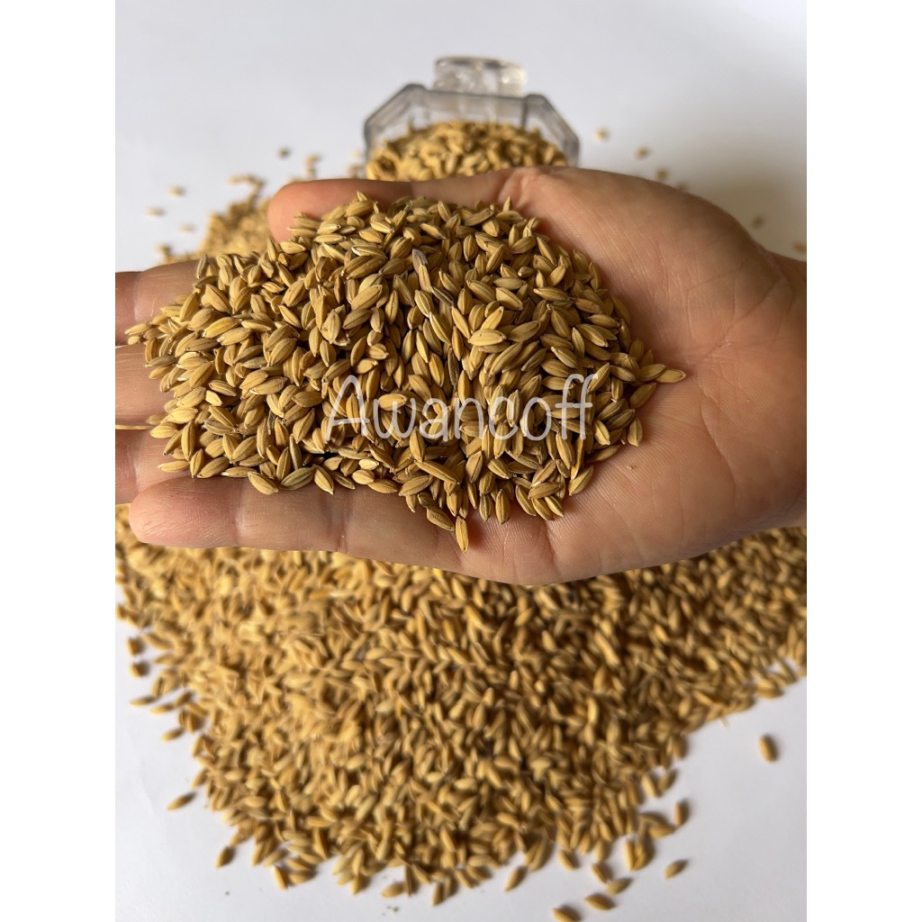 Gabah Bangkok 1Kg Pakan Burung Perkutut Tekukur Lovebird