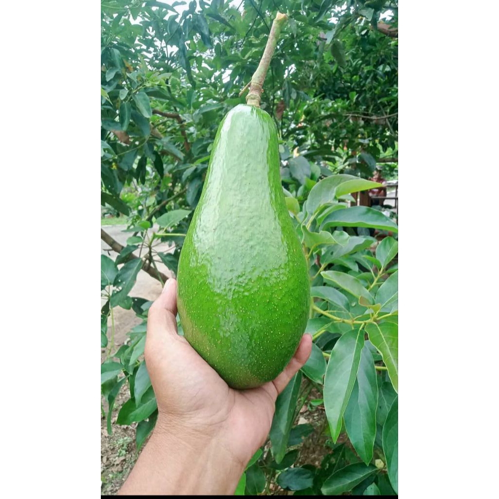 

Alpukat Mentega Fresh 1kg