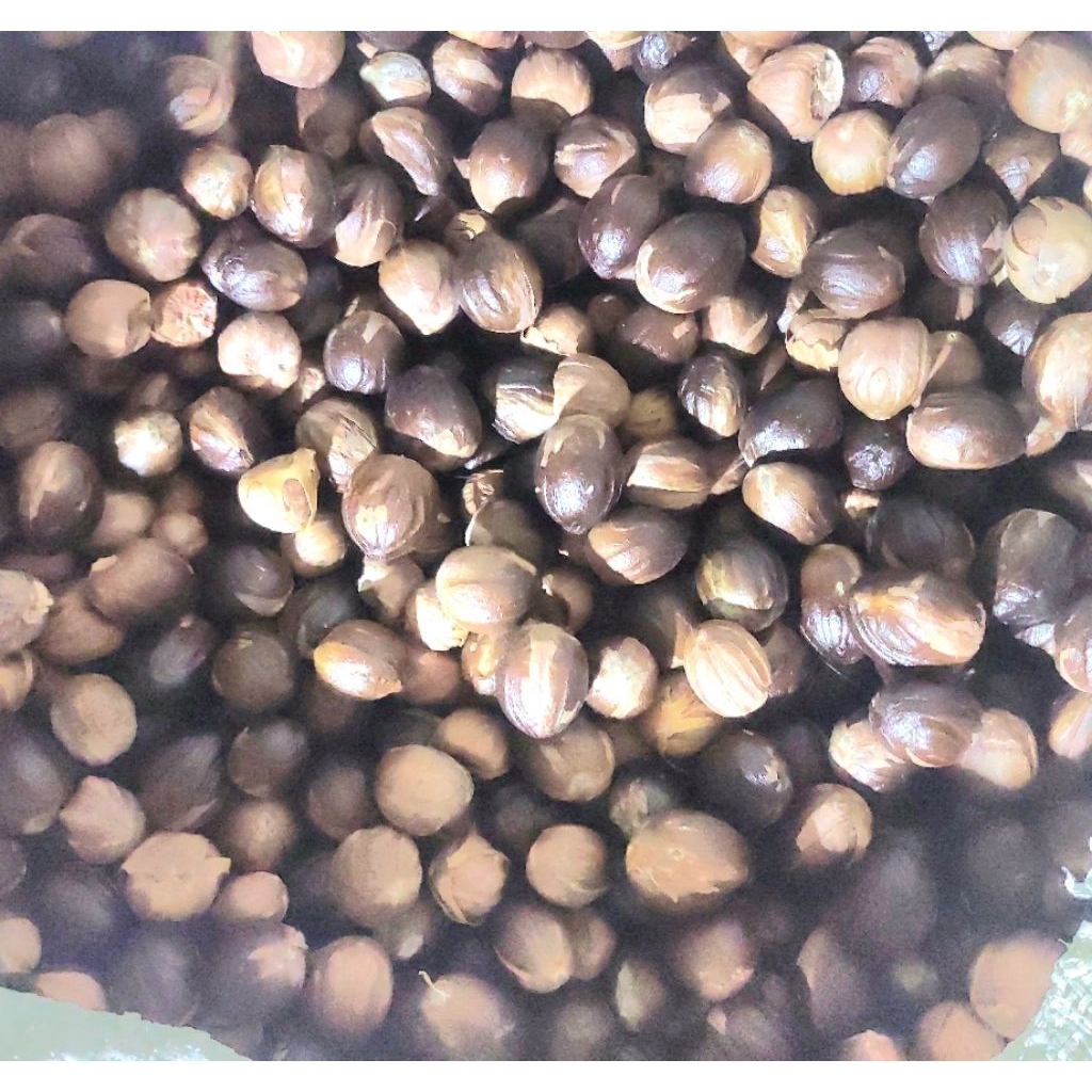 

Biji Pala | Buah Pala Kering