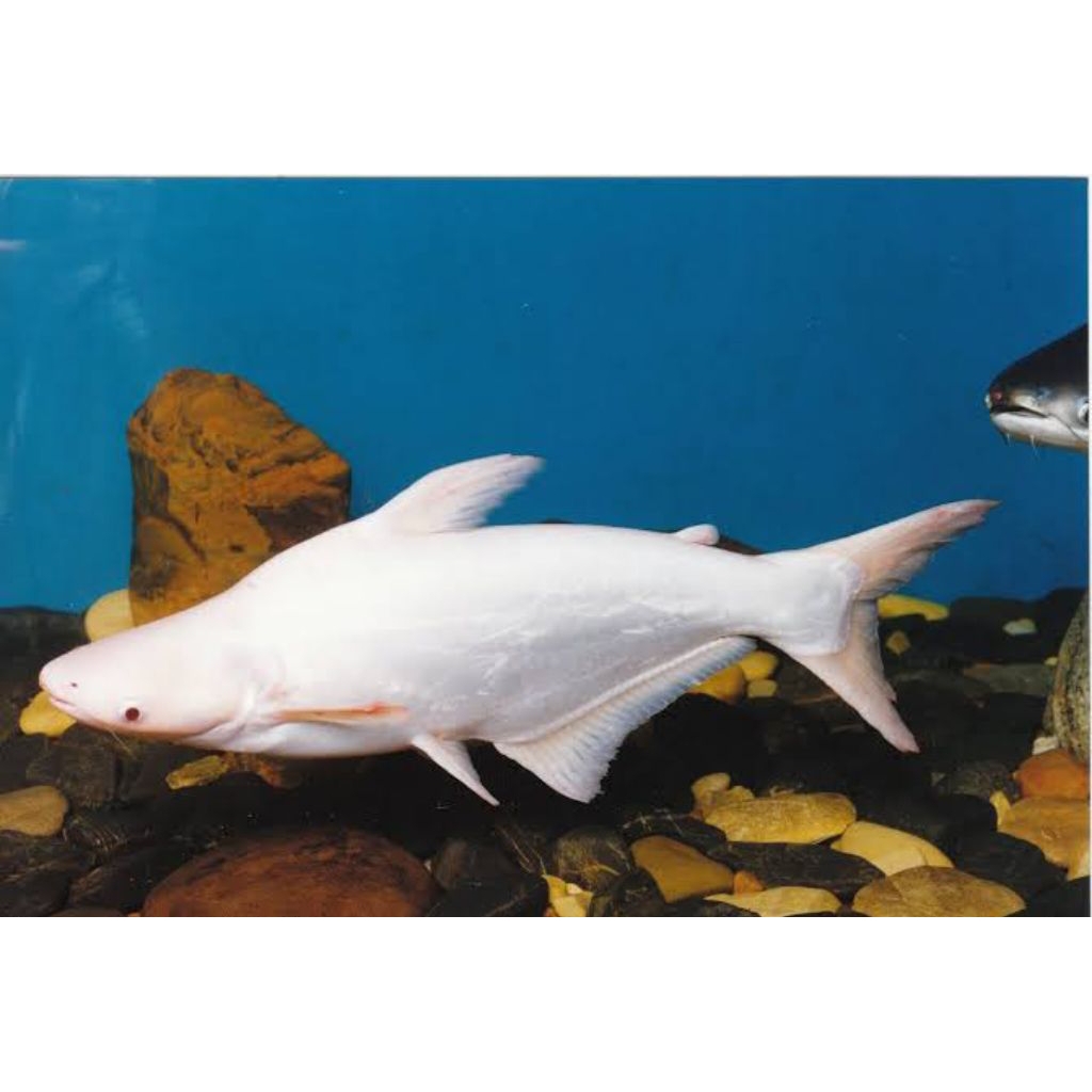 IKAN PATIN HIAS ALBINO HIDUP UKURAN 27-30CM