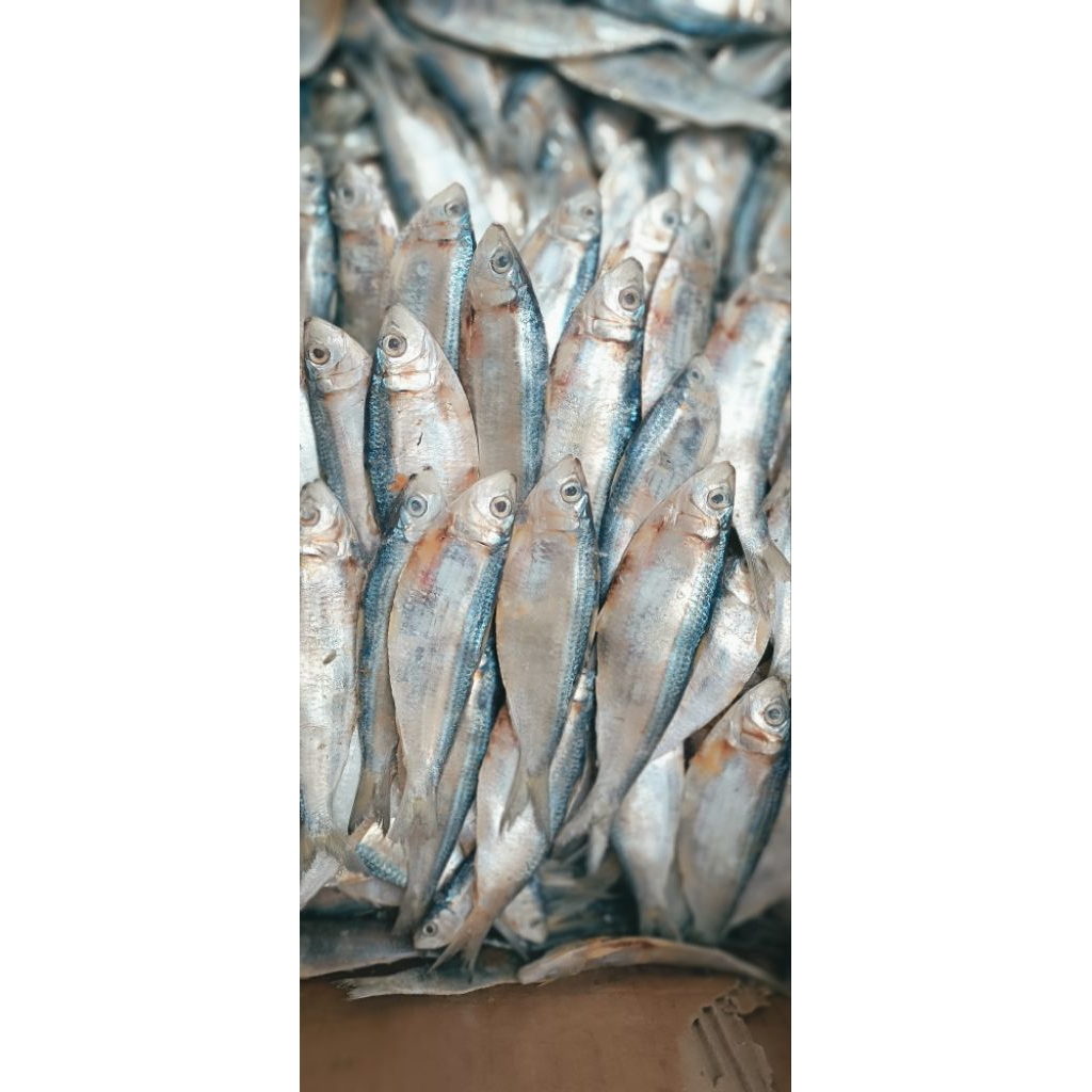 

PROMO Ikan Juwi/Tembang super kering