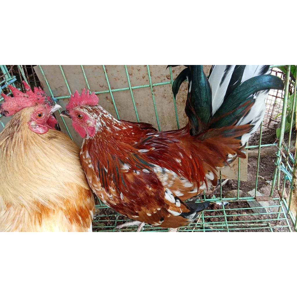 ayam jantan peranakan ayam kampung kate serama khusus bandung