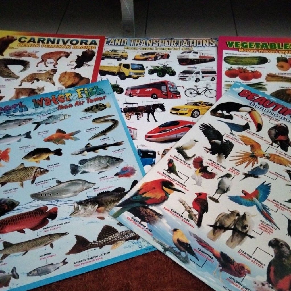 POSTER EDUKASI ANAK TRANSPORTASI DARAT BURUNG SAYURAN IKAN HEWAN CARNIVORA