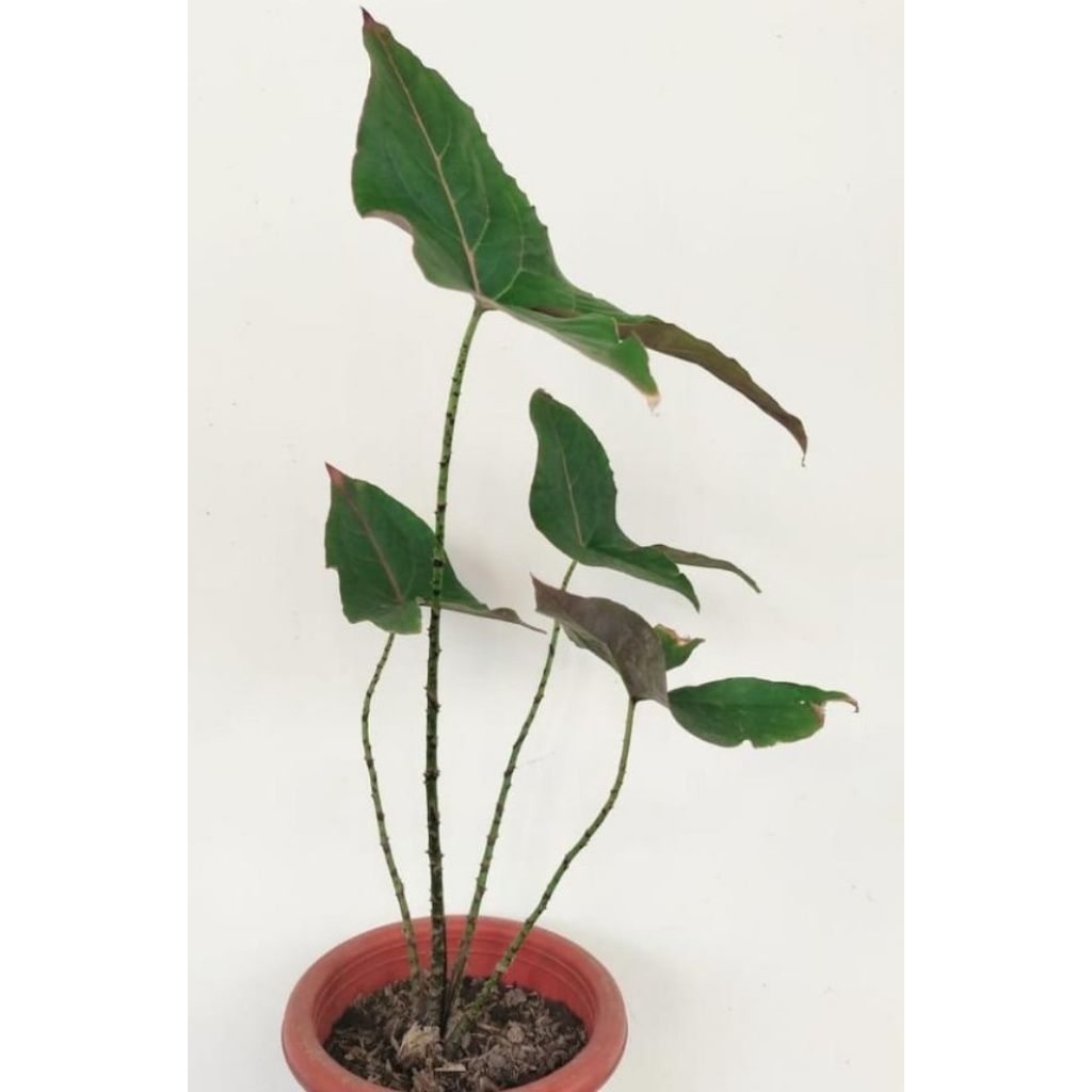Alokasia Black jack