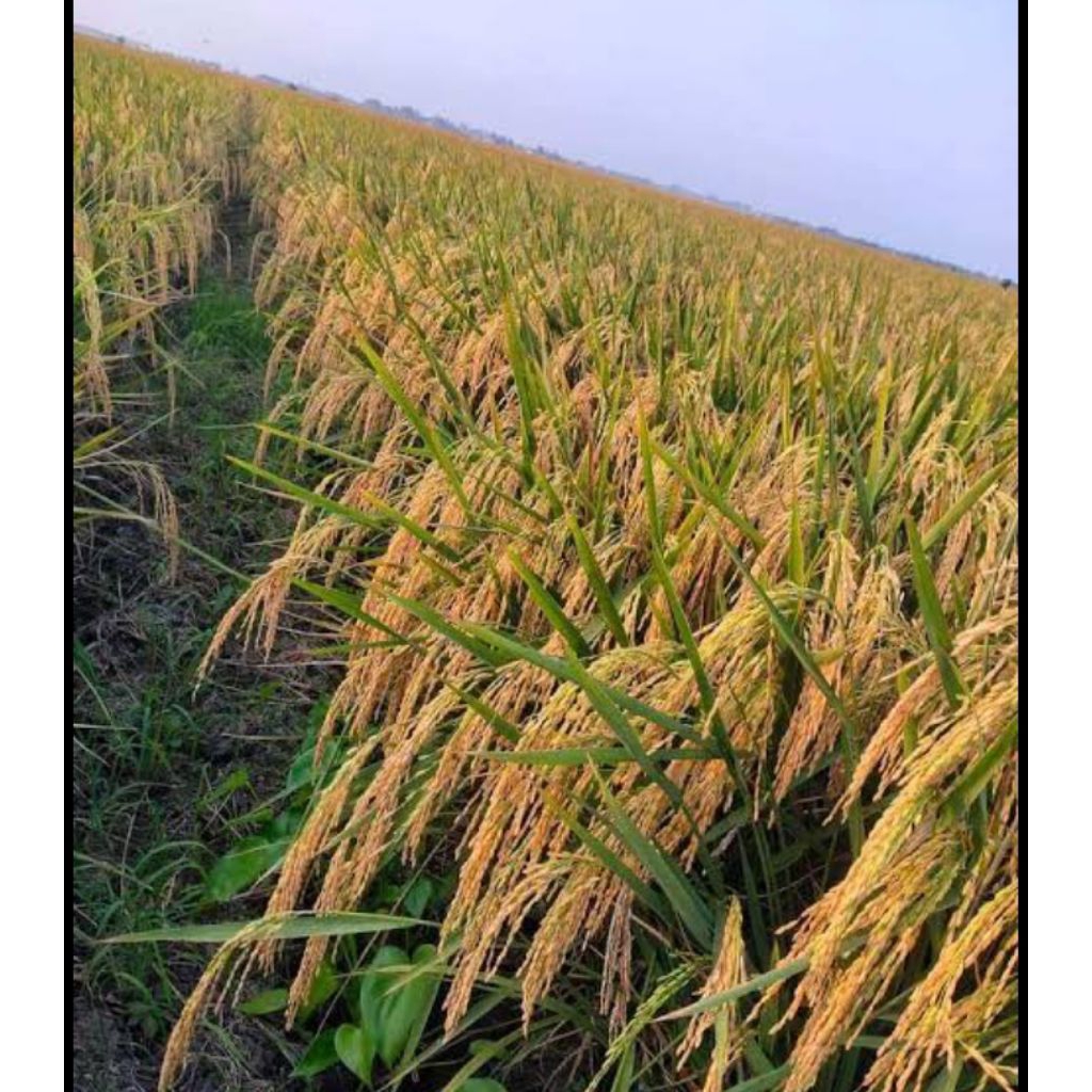 benih padi Ciherang mutiara02 5KG