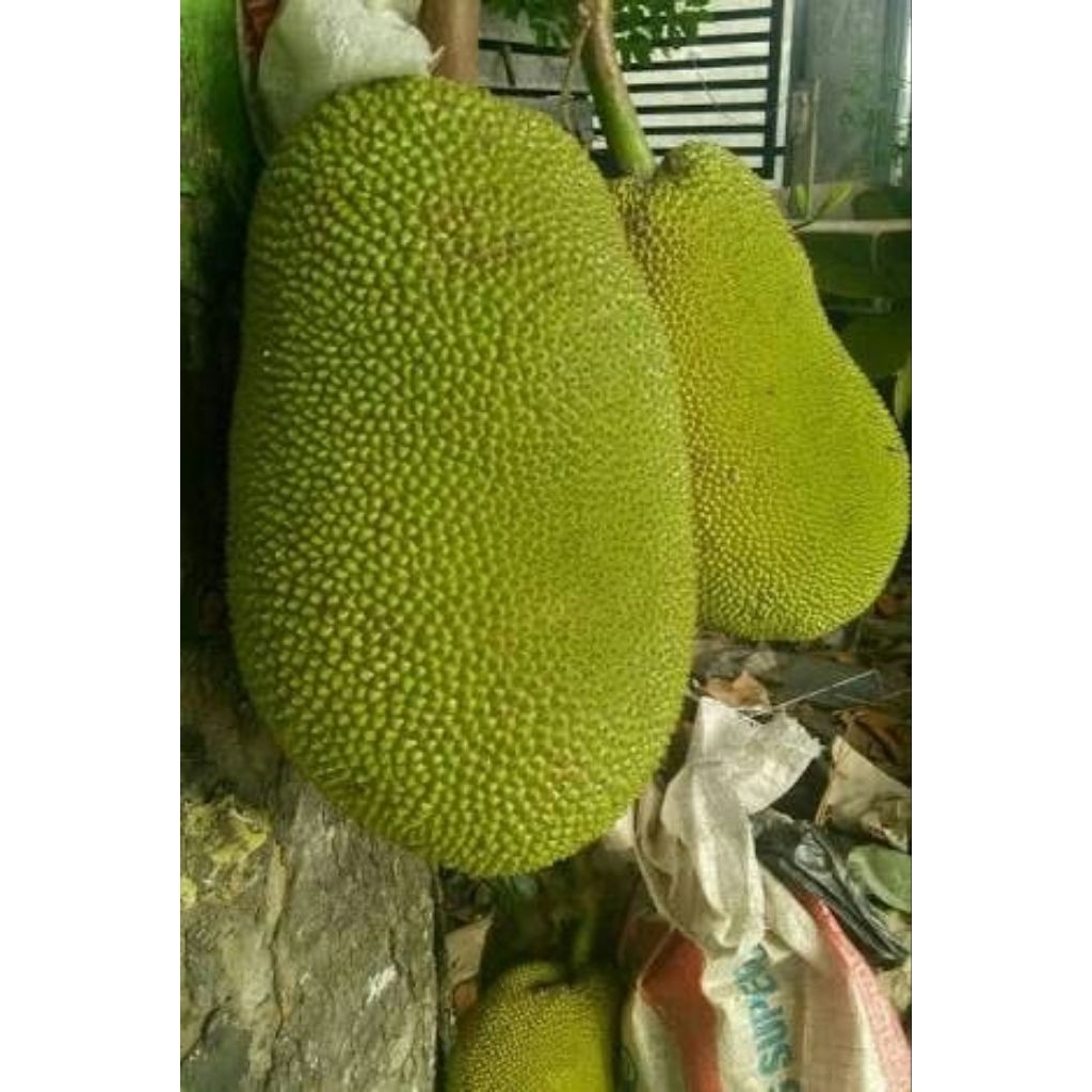 nangka muda cocok untuk sayur gudeg per biji ukuran sedang