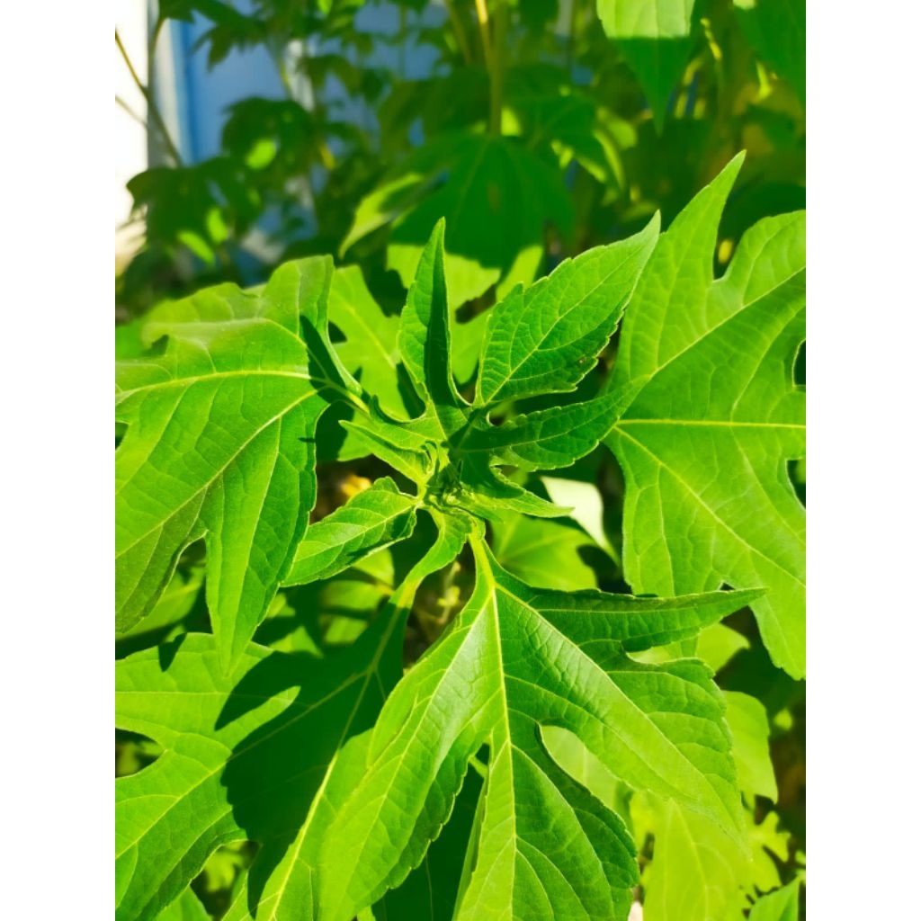 

Daun Insulin 100 gram Langkat