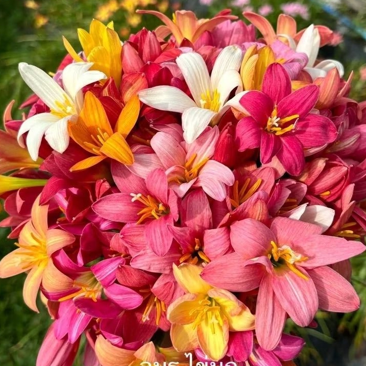 Paket 6 Umbi Bunga Rainlily Import