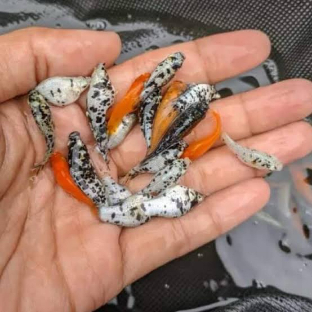 molly untuk pakan ikan predator isi 100pcs sehat pincah aktif