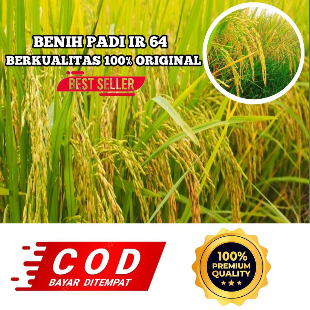 BENIH BIBIT PADI IR 64 BERKUALITAS KEMASAN (5KG)
