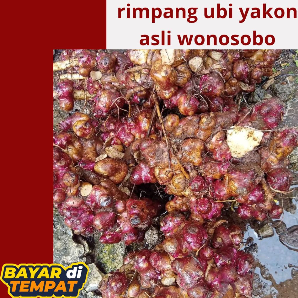 

rimpang ubi yakon 1kg asli Wonosobo kualitas super