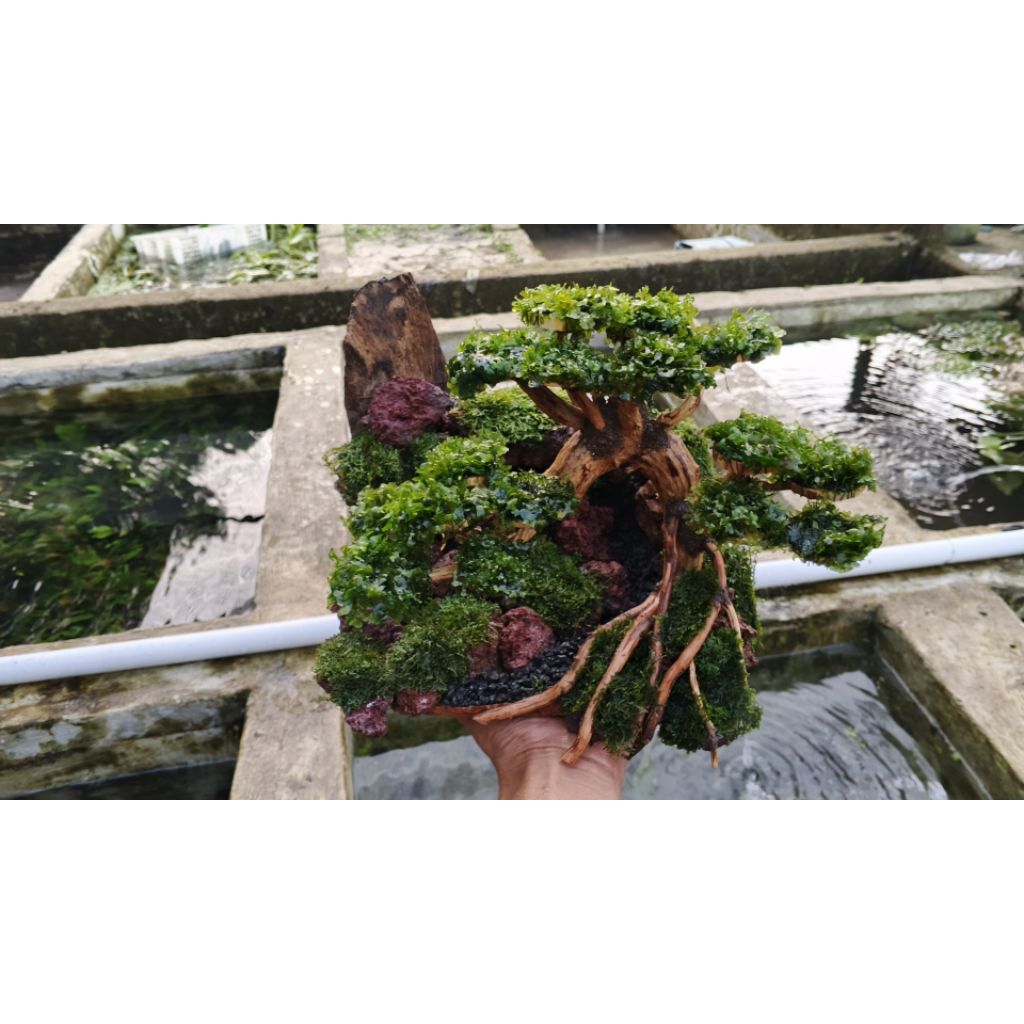 Haskep bonsay_tebing_Aquascape