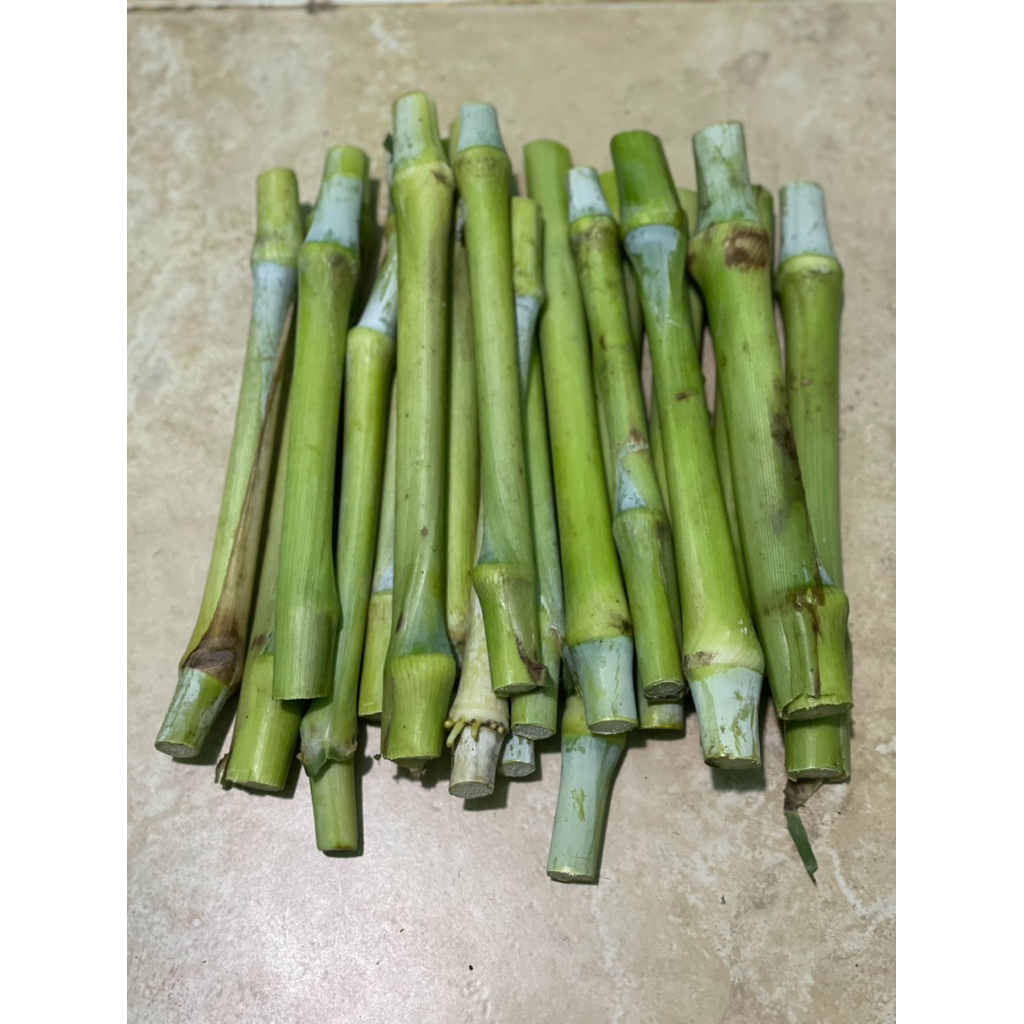 Fashopss_Com Bibit Rumput Zanzibar 1 Kg Dengan Kandungan Nutrisi Dan Seimbang Untuk Pakan Ternak