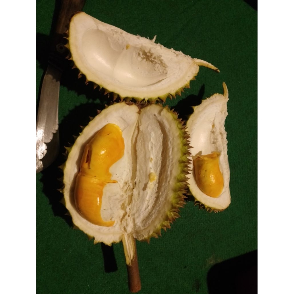 

Durian lokal Songgon banyuwangi
