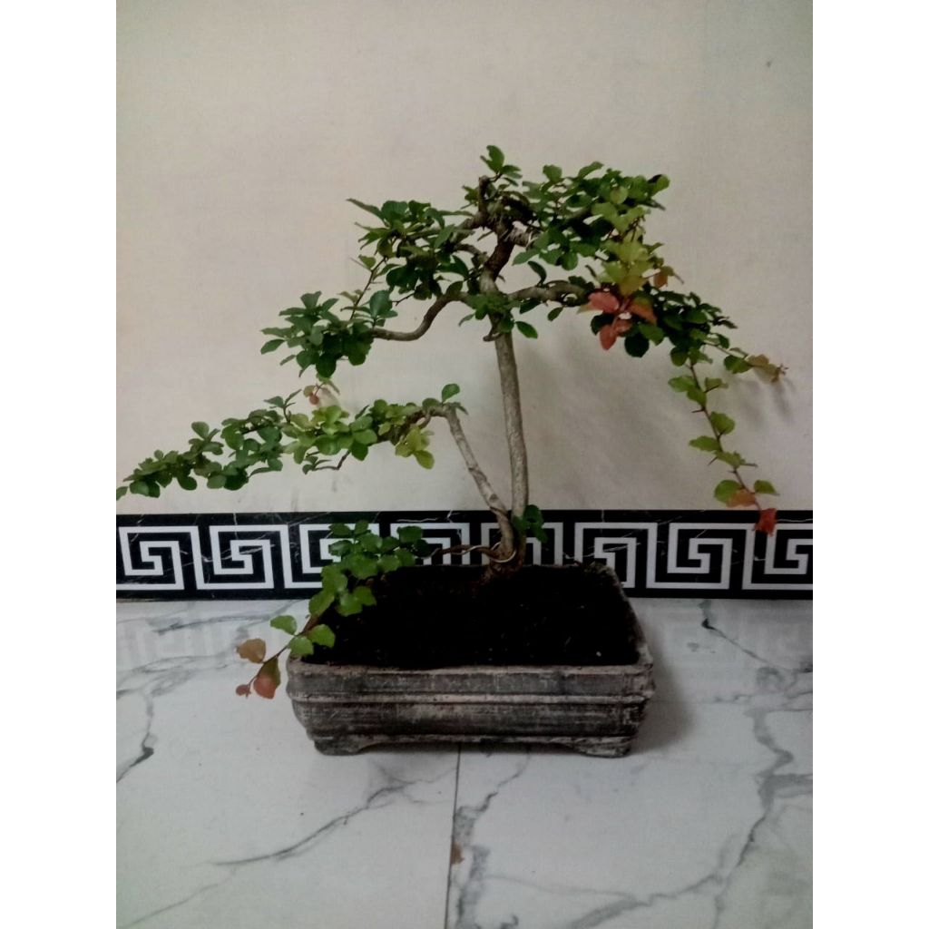 bonsai prospek rukem pucuk merah(medium)