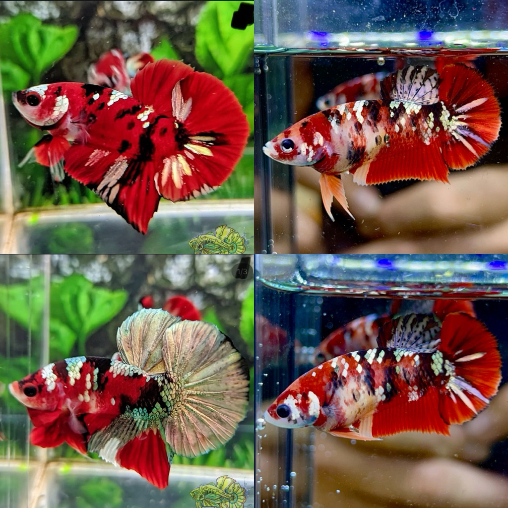 sepasang cupang red koi cooper RKC