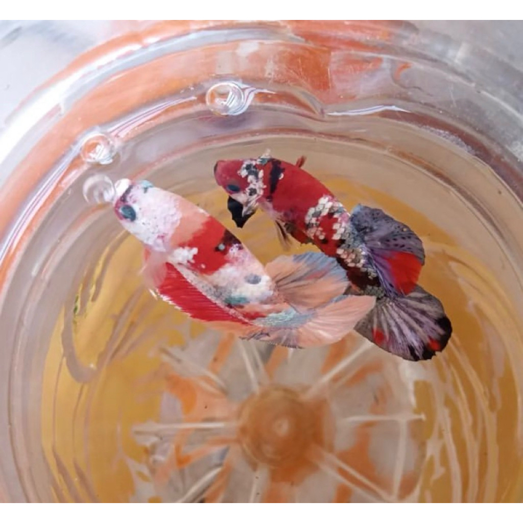 sepasang ikan cupang siap ternak full telur tinggal di kawin kan