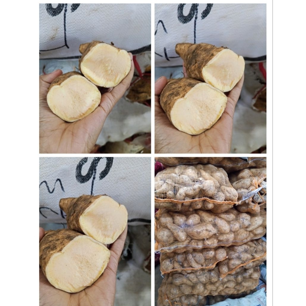 

Ubi Kuning Mentah 1kg