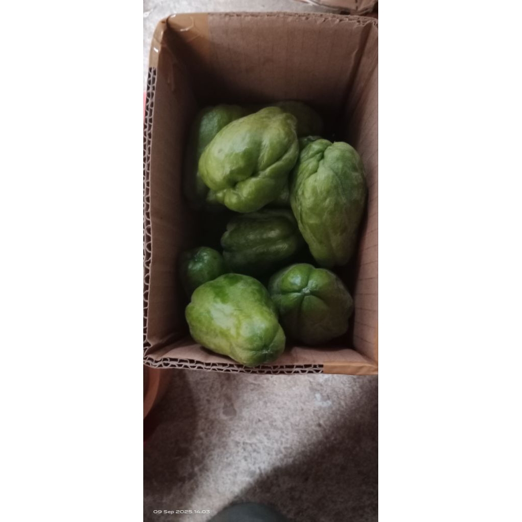 

labu siem baby /labu lalapan fresh dari petani asli