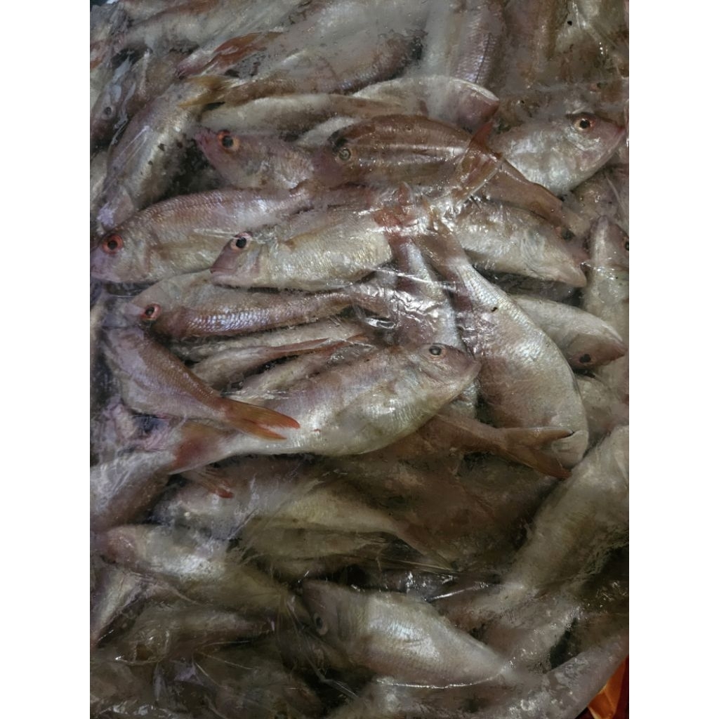 

ikan krisi frozen food segar murah meriah