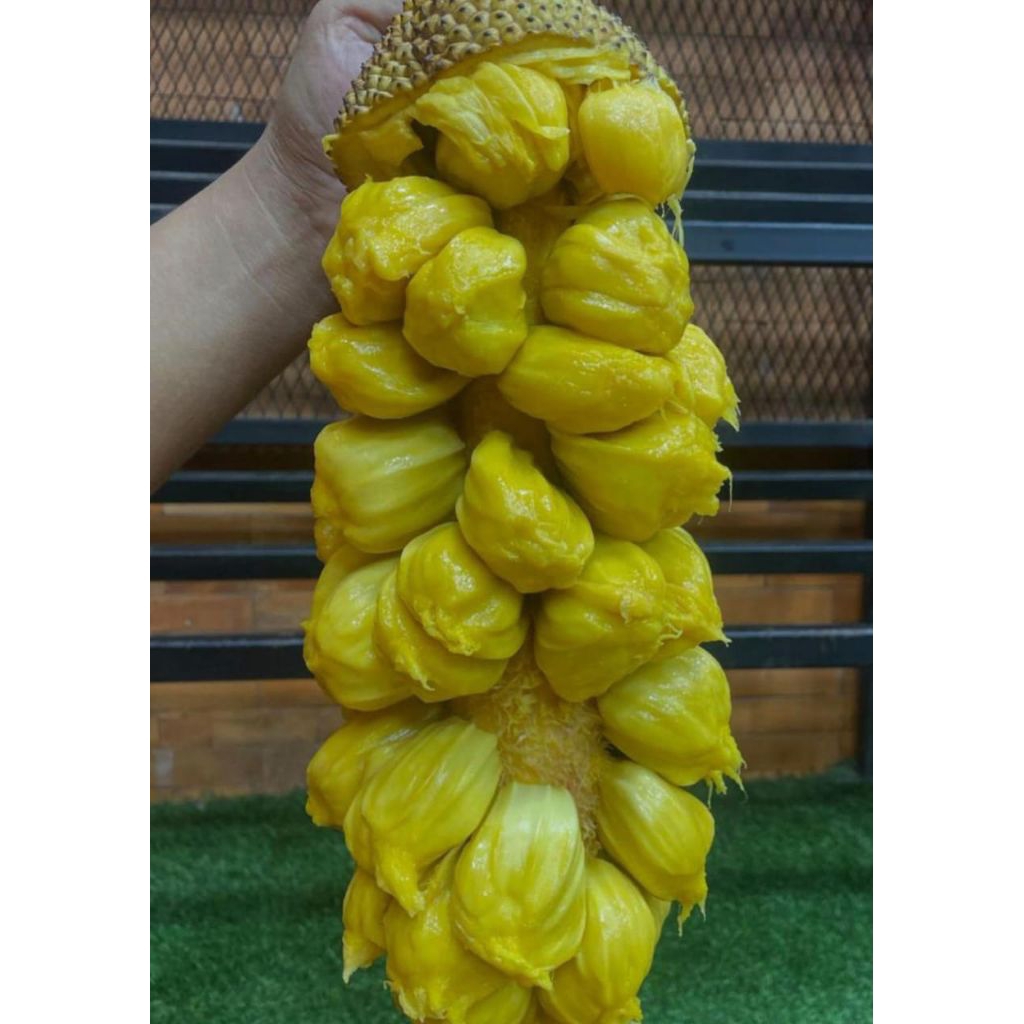 

BUAH CEMPEDAK KING MALAYSIA SUPER FRESH UTUH -+2,5 KG | PCS
