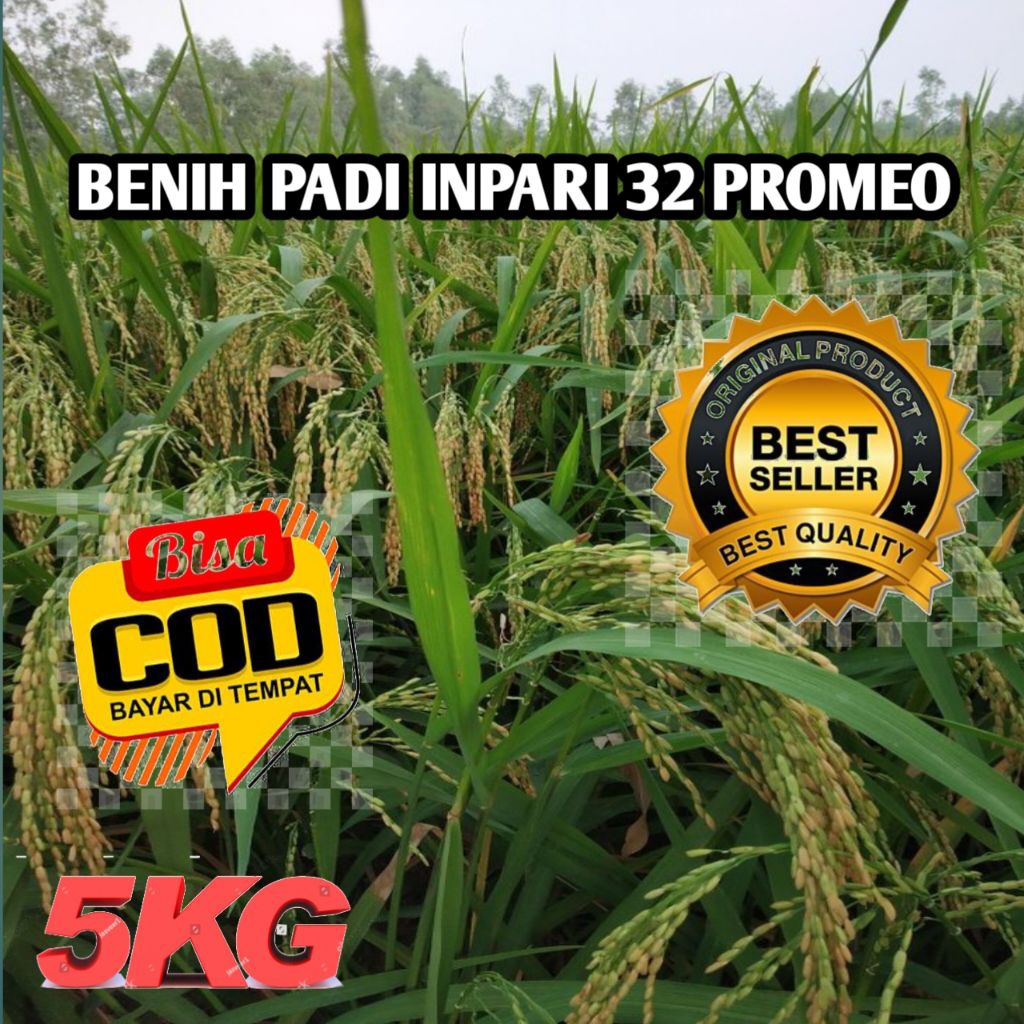 BENIH PADI INPARI 32 PROMEO