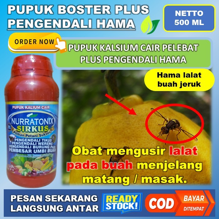 Pupuk Nurratonix Sirkus Ampuh 500ml Pencegah Serangan Hama Lalat Menjelang Matang Tanaman Jeruk Obat