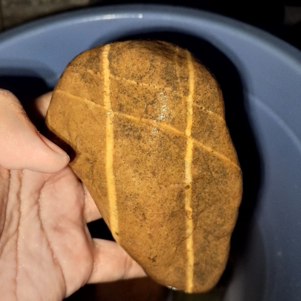 TAPAK JALAK KEMBAR JUMBO