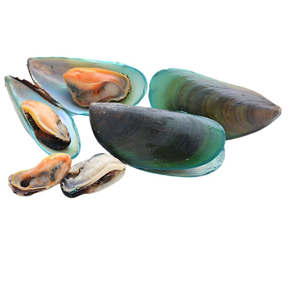 

KERANG IJO CANGKANG KERANG IJO KUPAS