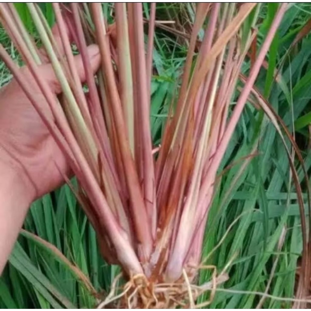 

sereh merah 1kg fres