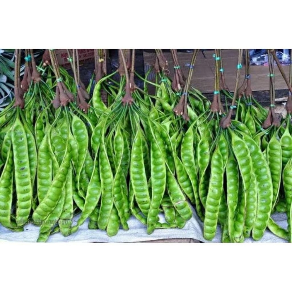 

Pete segar fresh 5 Lonjor /5 papan