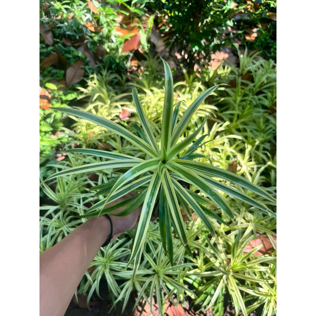 tanaman hias suji belut variegata - suji putih - sujih belut putih