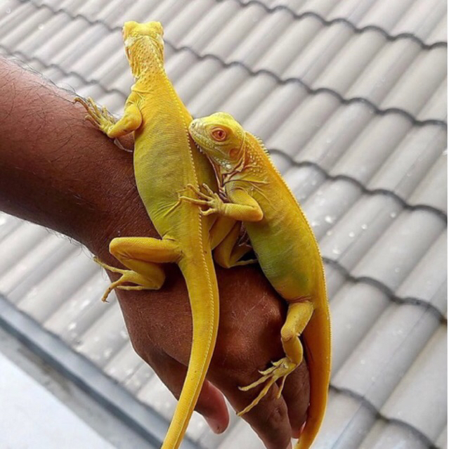 Koleksi albino dan blue iguana juve josss -+ 50cm // iguana albino dan blue remaja