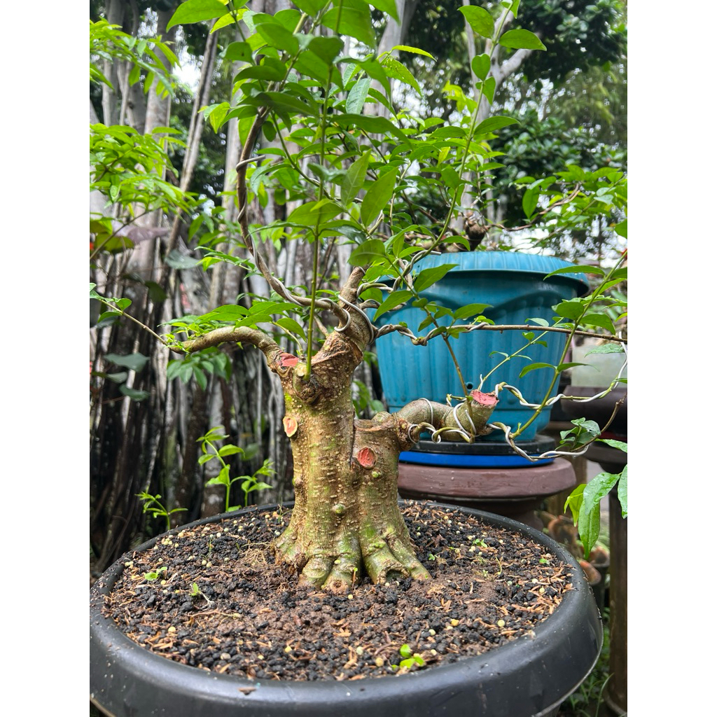 Bonsai anting putri small