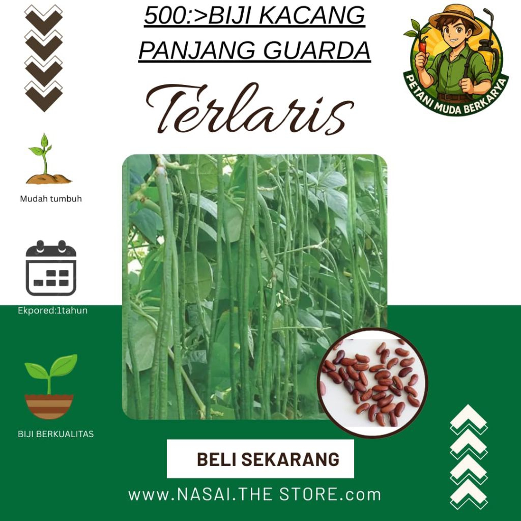 

500>'biji kacang panjang Guarda tahan virus gemini