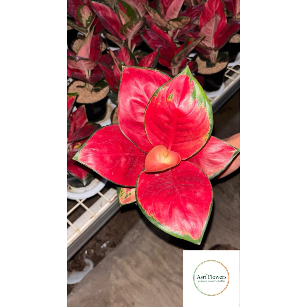 aglonema suksom asli thailand import aglonema suksom jaipong