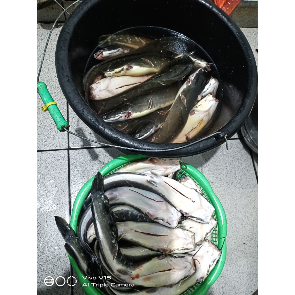 

Lele segar 1 KG (isi 8 dan 9 dan susah dibersihkan)