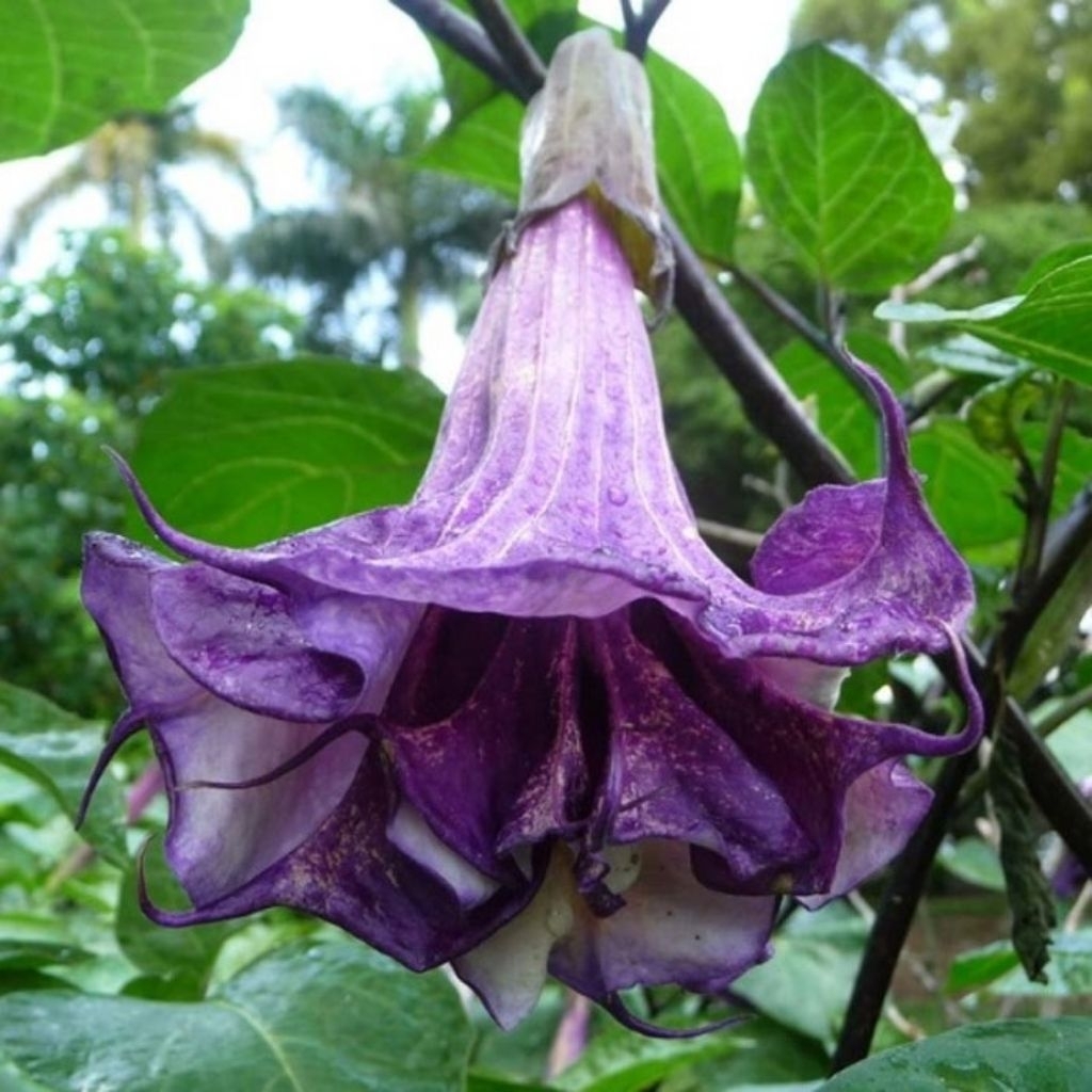 Tanaman Bunga Terompet Ungu / Bunga Kecubung Wulung / Devil's Trumpet Plant / Datura Metel Flower / 