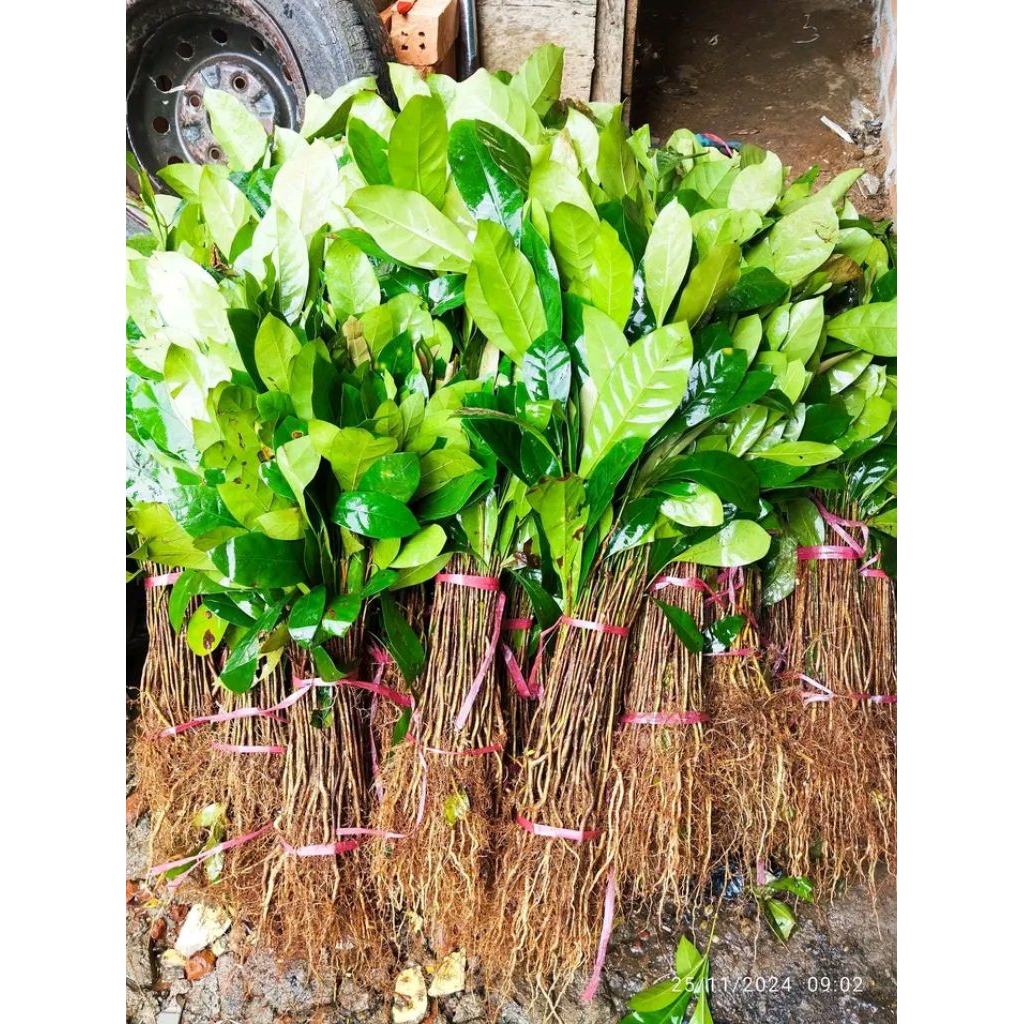 bibit kopi lampung asli bibit kopi lampung terlaris paling banyak dicari solusi bibit terbaik