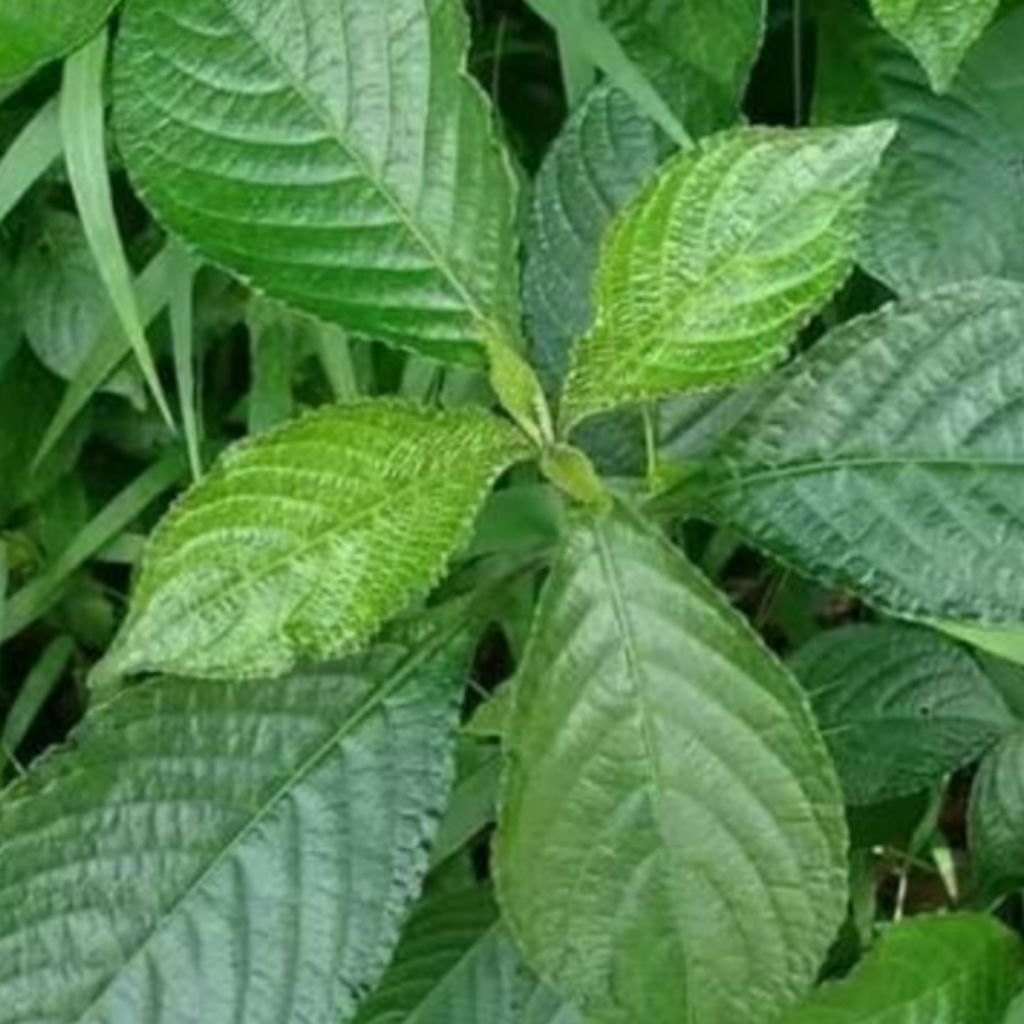 500gram daun pecah beling/daun keji beling herbal