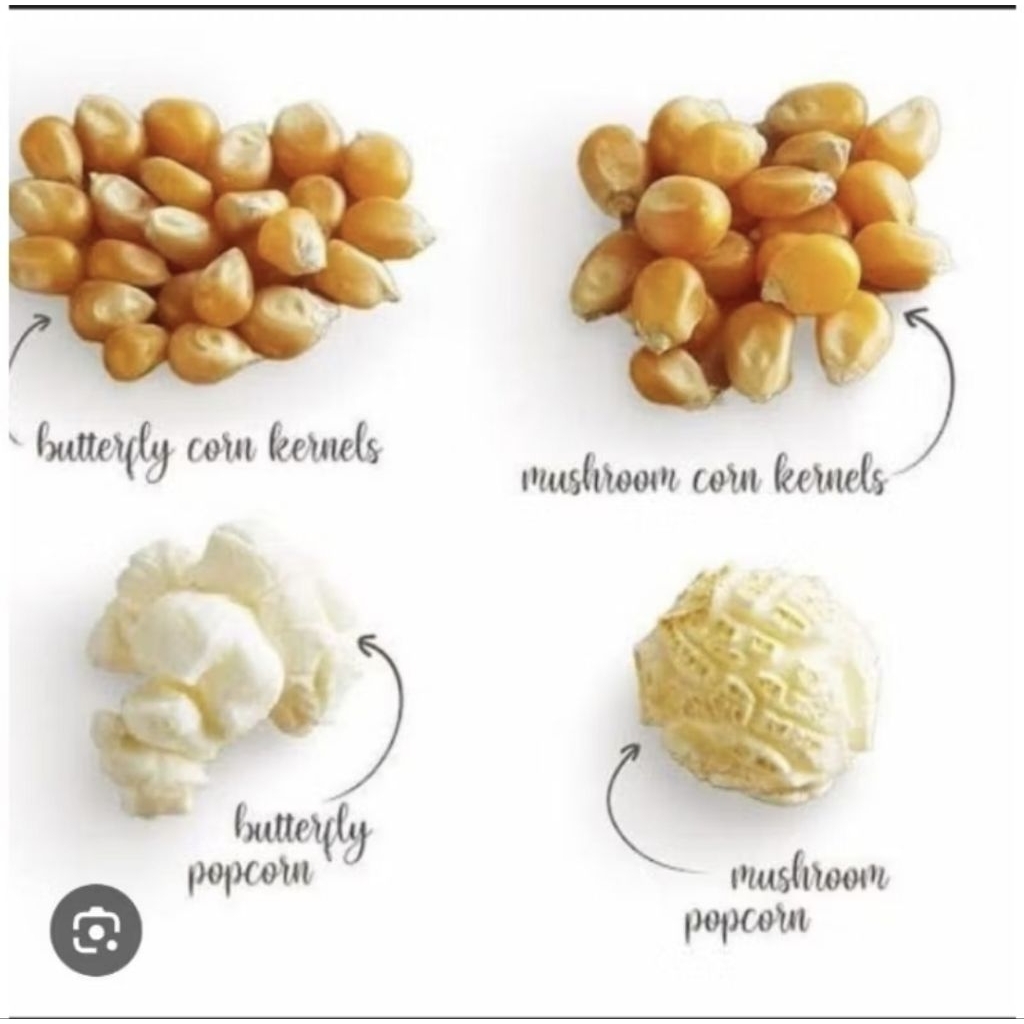 

biji jagung popcorn mentah import 500 gram repack ekonomis jenis butterfly dan mushroom